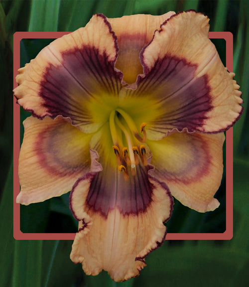 2 Fans Adrienne's Hawaiian Sunrise Daylily