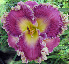 2 Fans Once and Forever Daylily