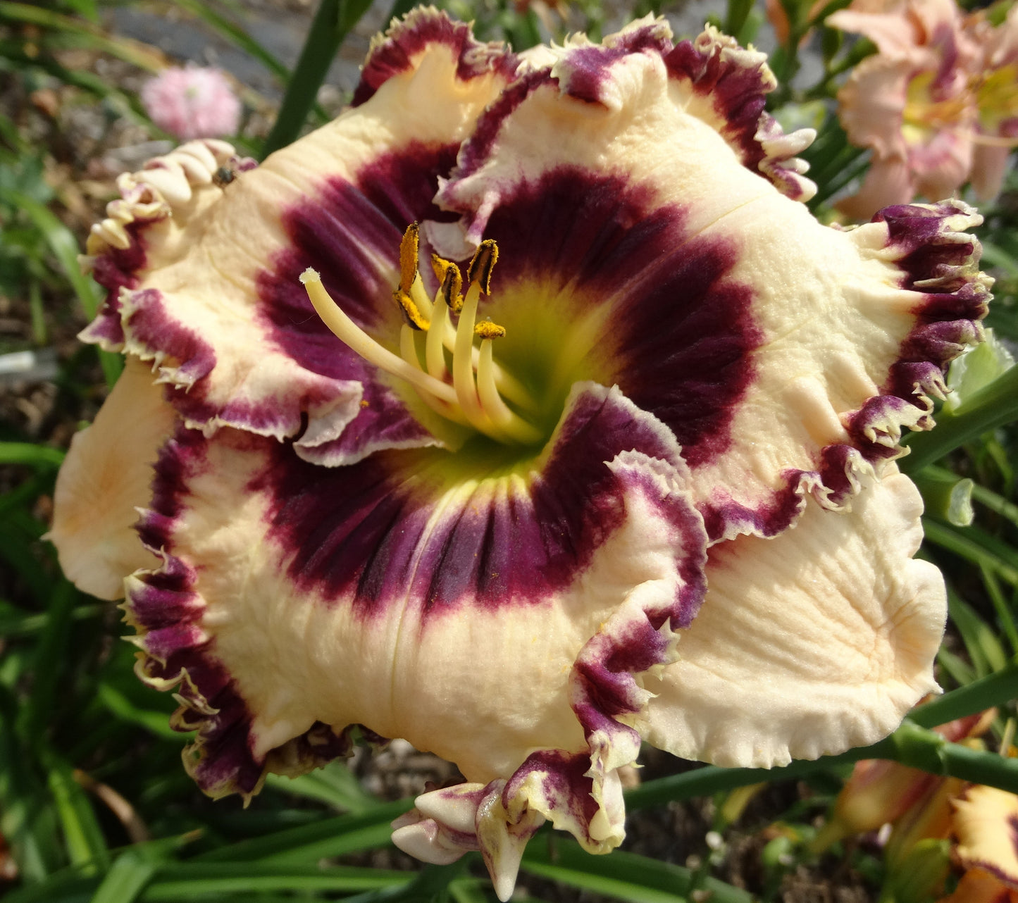 2 Fans Pot Of Gold From Gascone