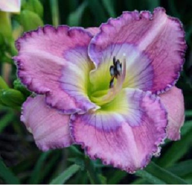 2 Fans Palace Garden Beauty Daylily