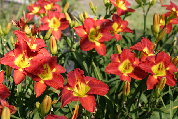 2 Fans Passion For Red Daylily