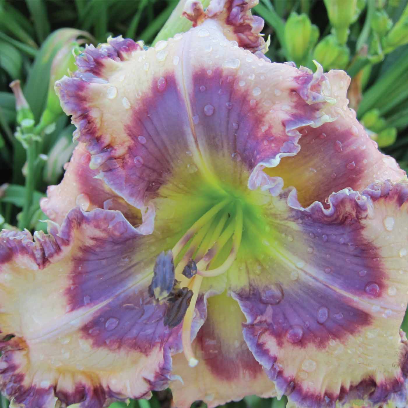 2 Fans Pete's Electric Blue Beauty Daylily