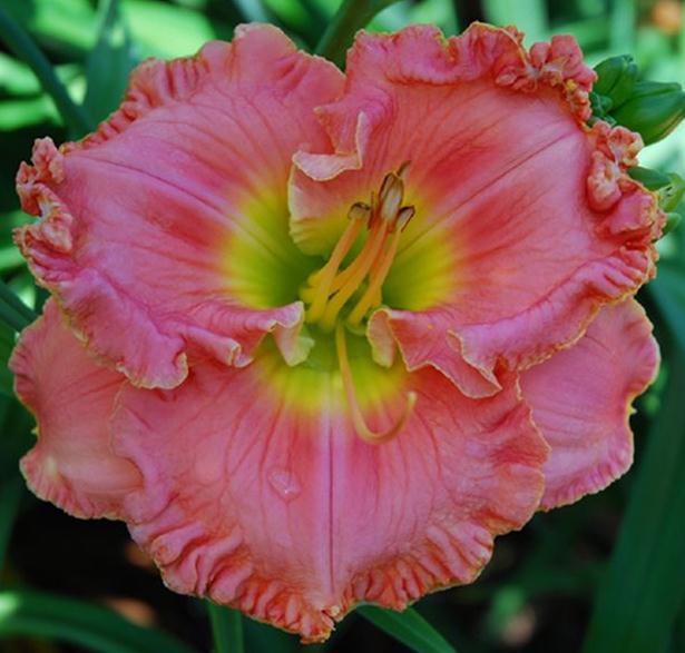 2 Fans Pistachio Eyes Daylily