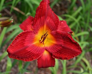 2 Fans Ruby Slippers Of Oz Daylily