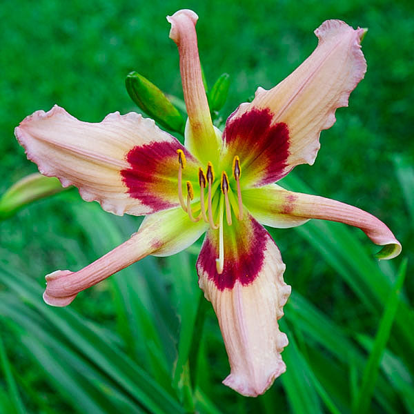 2 Fans Reindeer Games Daylily