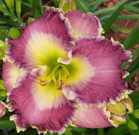 2 Fans Ring The Bells Of Heaven Daylily