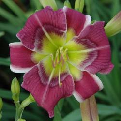 2 Fans Rosabelle Van Valkenburgh Daylily