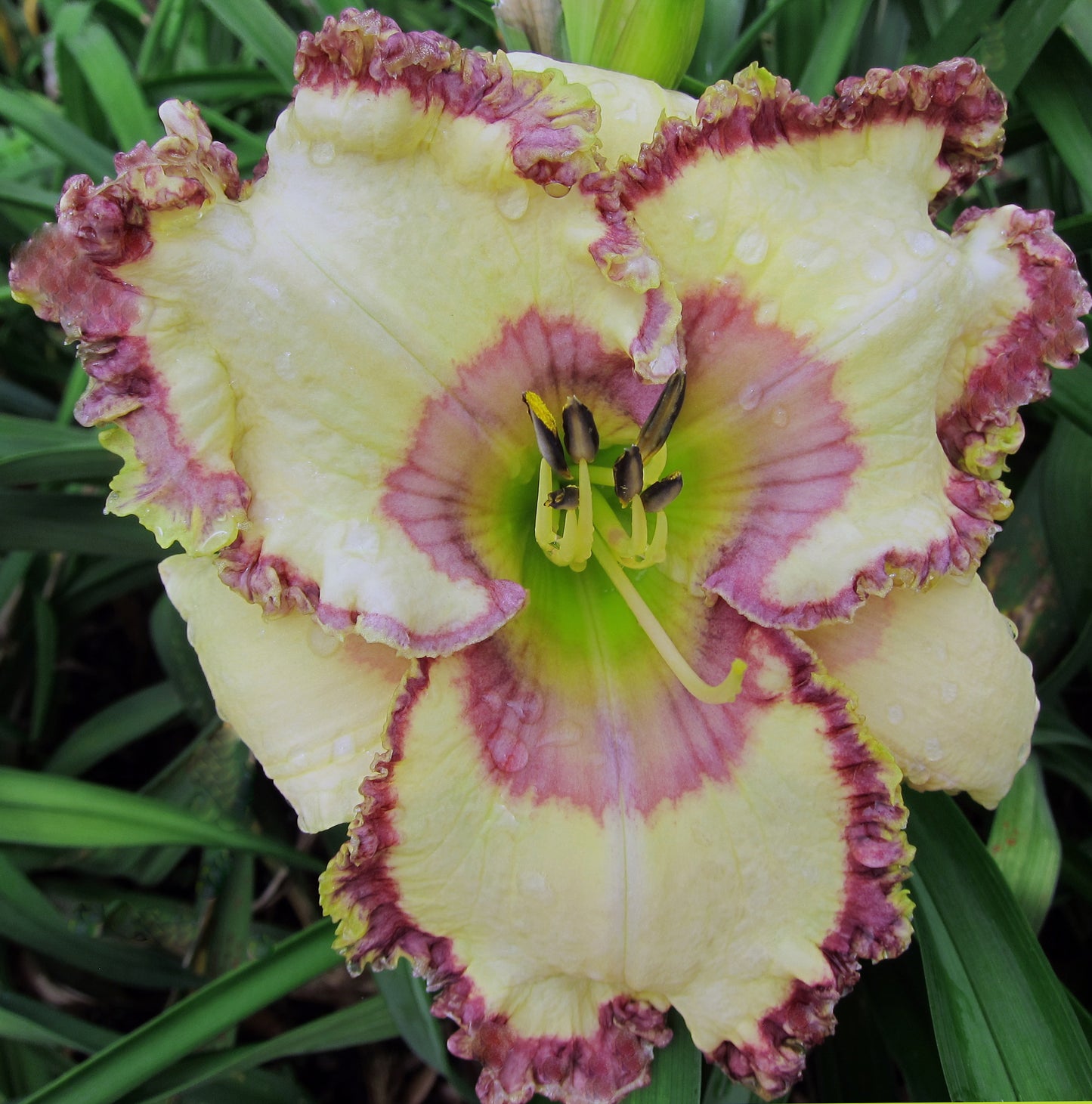 2 Fans Rossen's Ballroom Gown Daylily