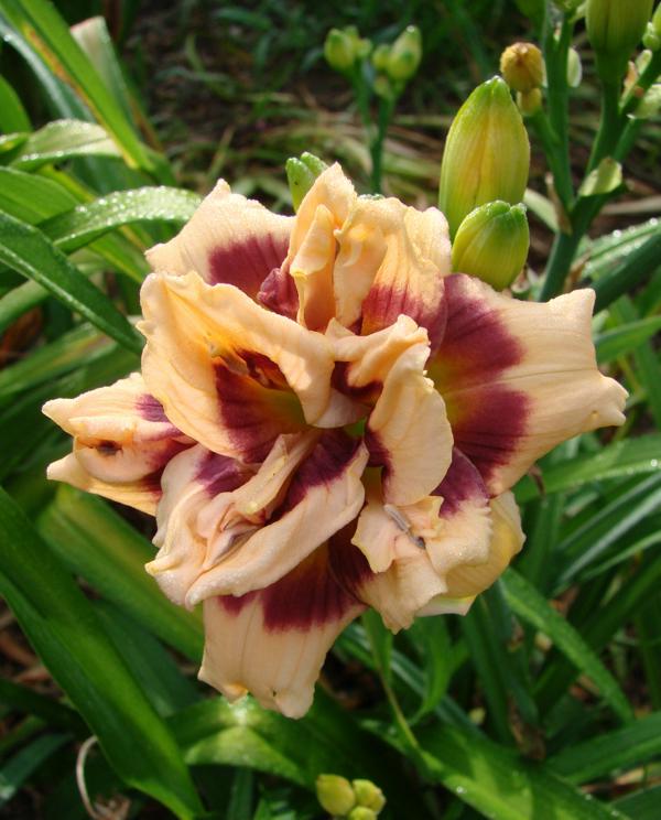 2 Fans Roswitha Daylily