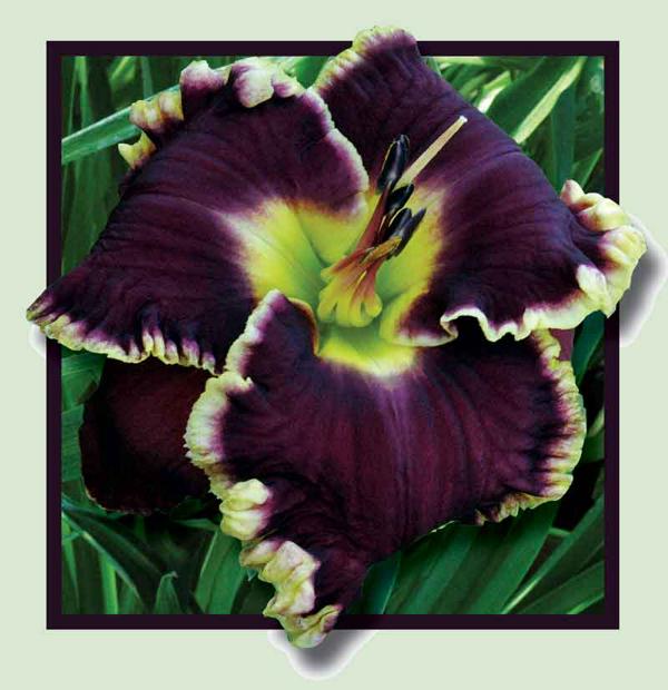 2 Fans Royal Nobility Daylily