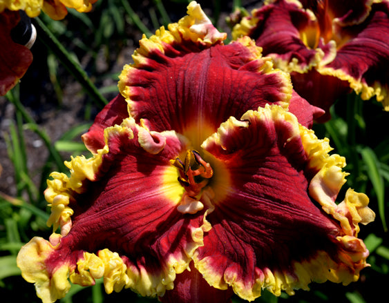 2 Fans Royal Rhumba Daylily