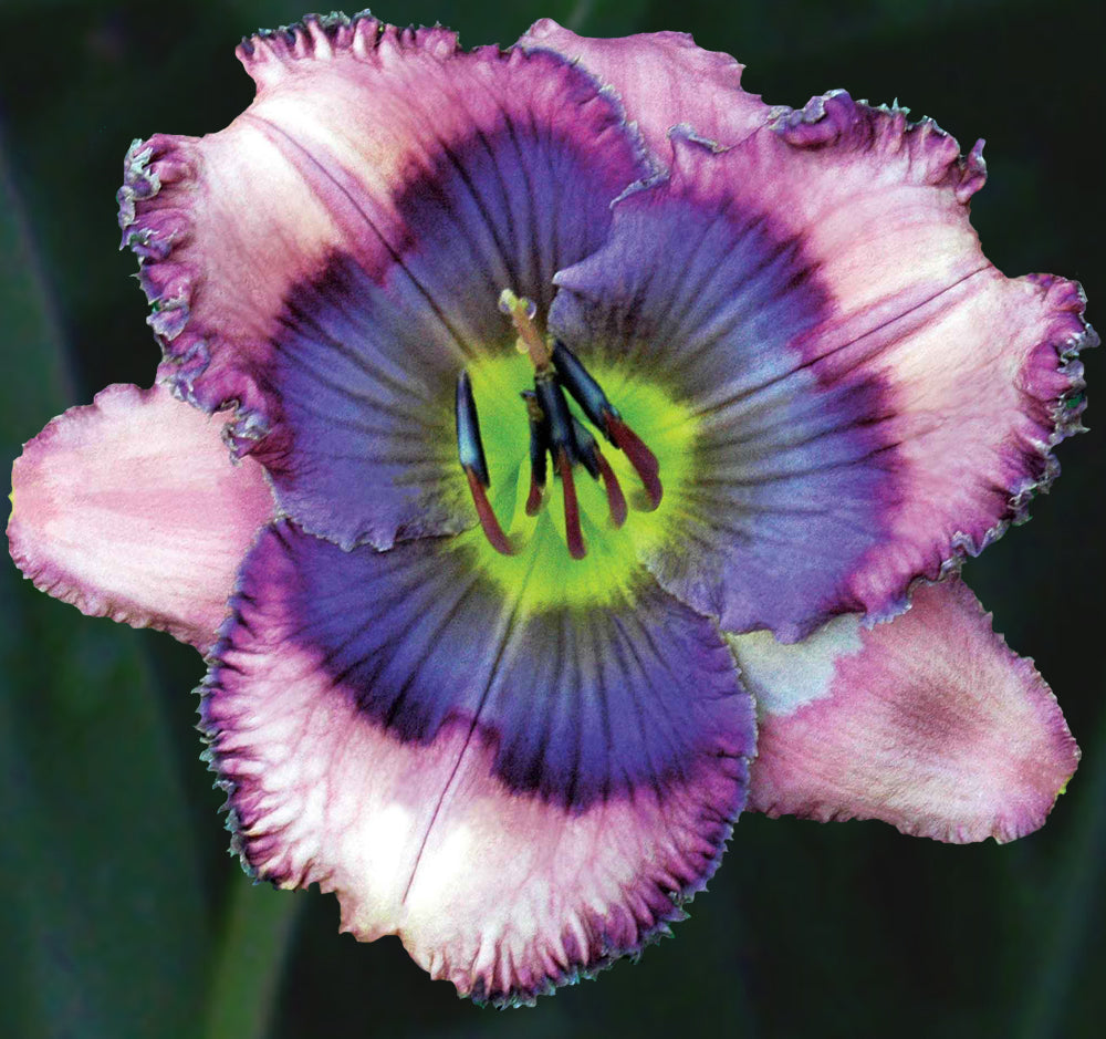 2 Fans Something Borrowed Something Blue Daylily