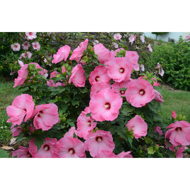 Air Brush Effect Hibiscus