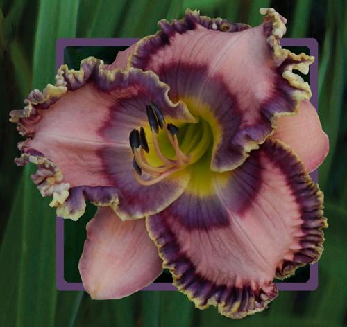 2 Fans Ancient Times Daylily