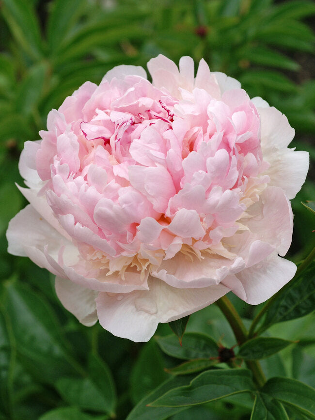 Angel Cheeks Garden Peony