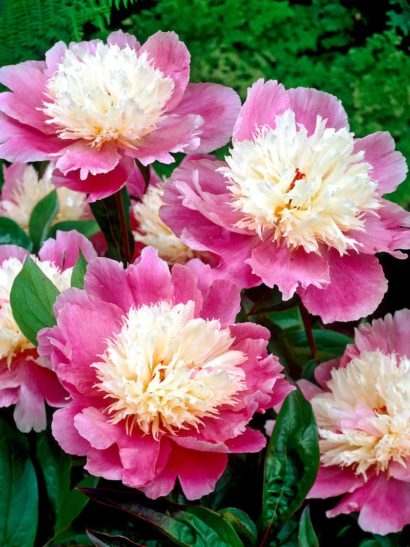Bowl of Beauty Peony