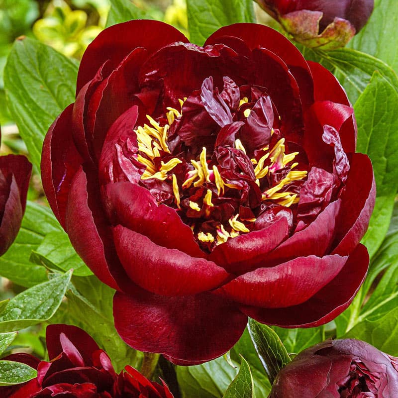 Buckeye Belle Garden Peony