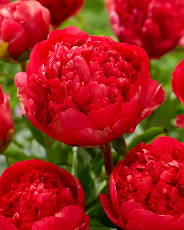 Command Performance Peony