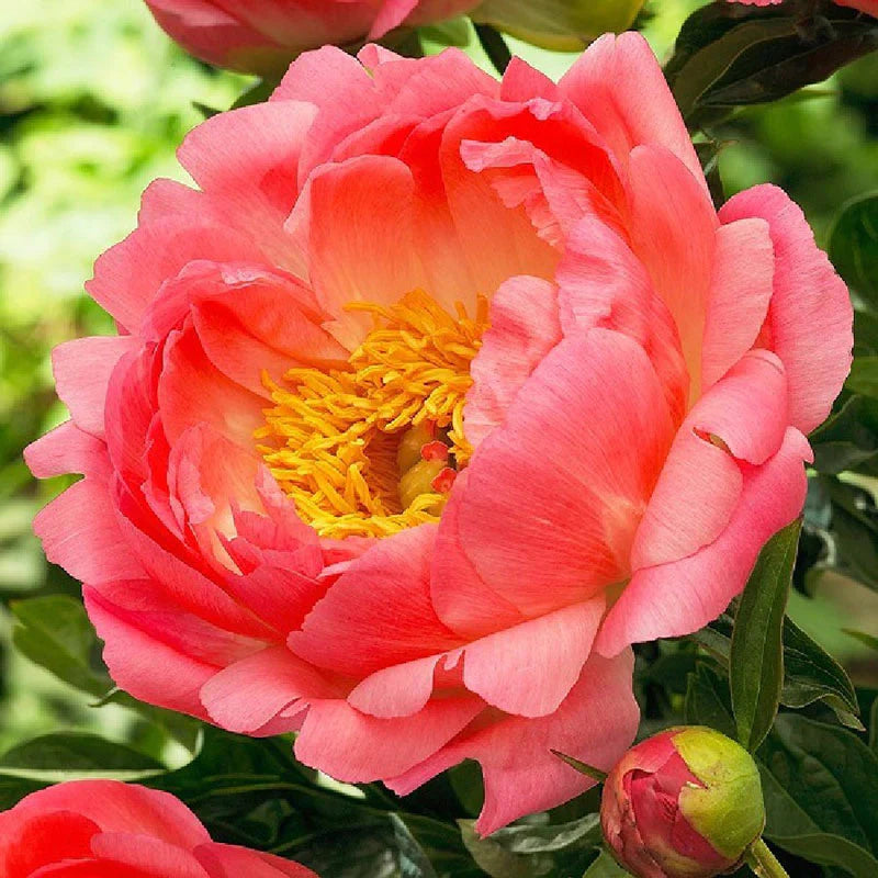 Coral Sunset Garden Peony