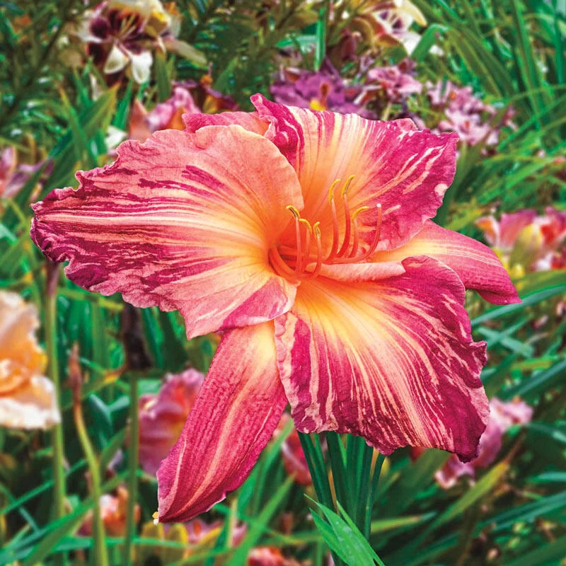 2 Fans Pink Stripes Daylily