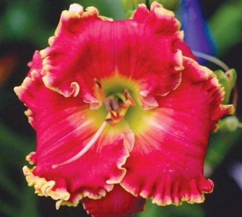 2 Fans Roses and Gold Daylily