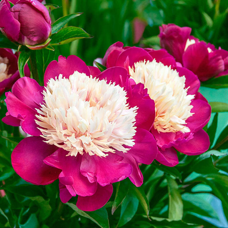 White Cap Garden Peony