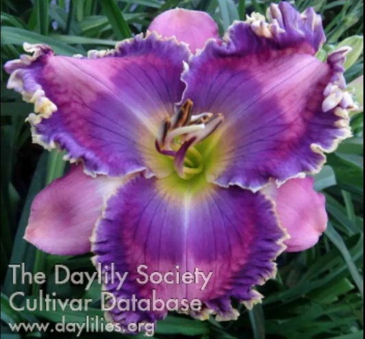 2 Fans Go Above And Beyond Daylily