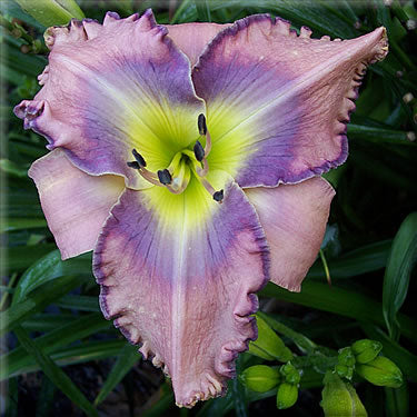 2 Fans Art Gallery Mist Daylily