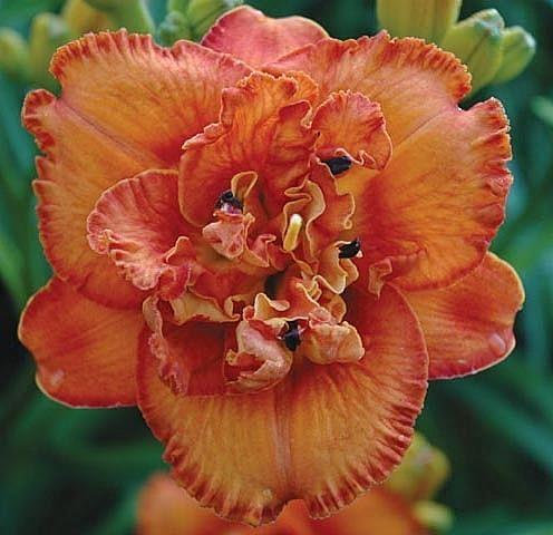 2 Fans Awesome Luck Daylily