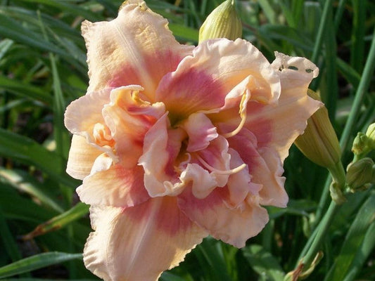 2 Fans Big Kiss Daylily