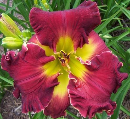 2 Fans Biltmore Style Daylily