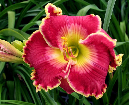 2 Fans Born To Run Daylily