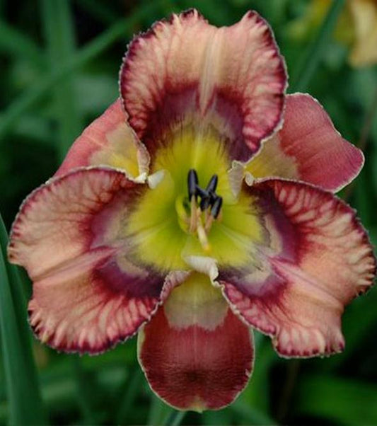 2 Fans Butterfly Cove Daylily