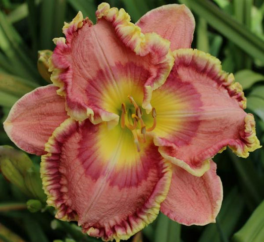 2 Fans Crown Of Roses daylily