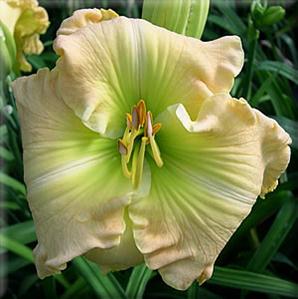 2 Fans California Kid Daylily
