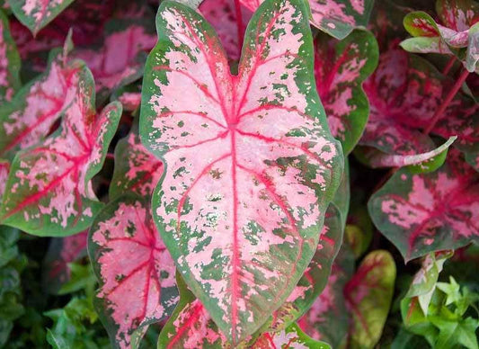 3 Bulbs Carolyn Whorton Caladium
