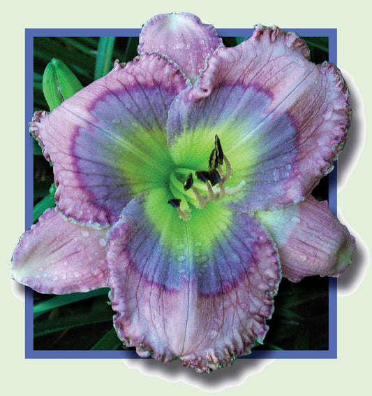2 Fans Closer To Heaven Daylily