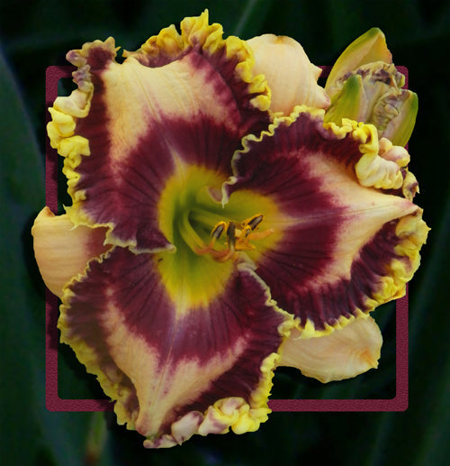 2 Fans Color Crazy Daylily