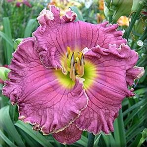 2 Fans Cosmic Travler Daylily