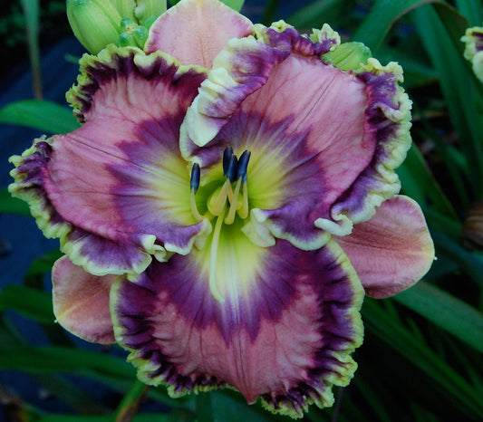 2 Fans Dan's Garden Party Daylily