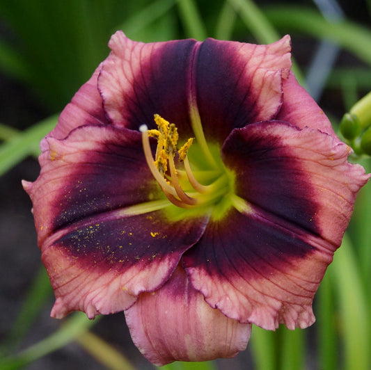 2 Fans One Eye Willie Daylily