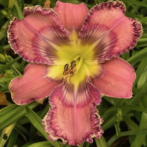 2 Fans Divine Fingerprints Daylily