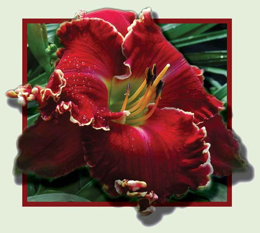 2 Fans Electric Red Daylily