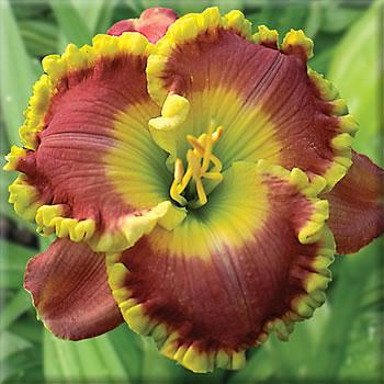 2 Fans Fame Daylily