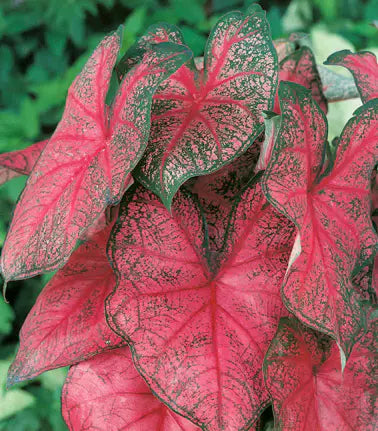 3 Bulbs Fannie Munson Caladium