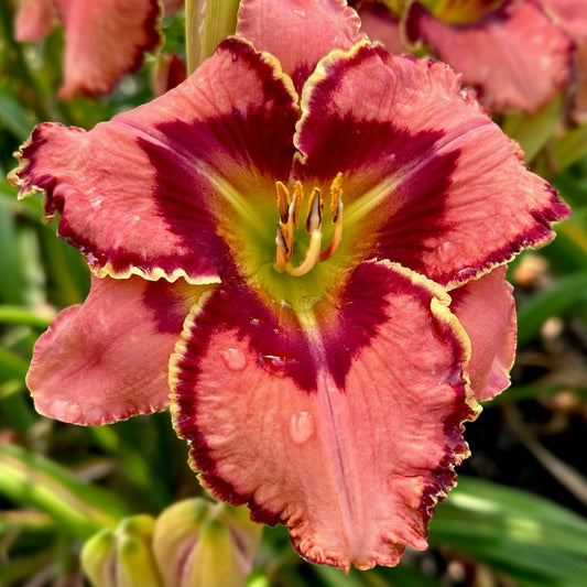 2 Fans Fearfully and Wonderfully Made Daylily