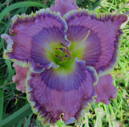 2 Fans Karma Queen Daylily