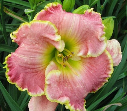 2 Fans Leslie Renee Daylily