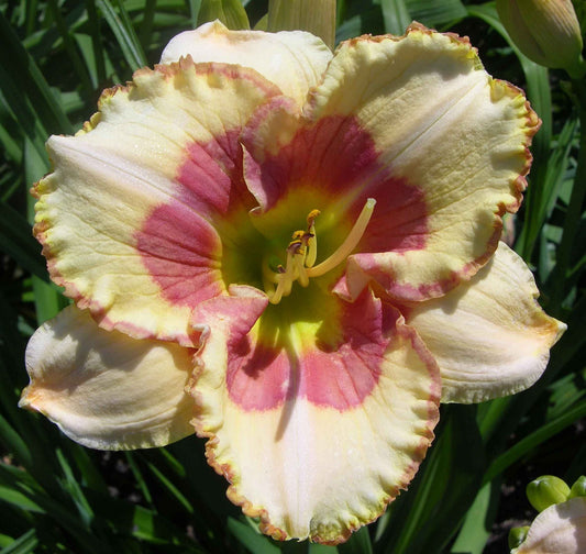 2 Fans Light Of The World Daylily
