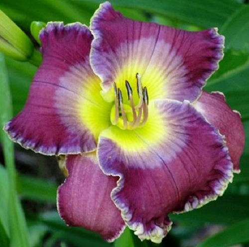 2 Fans Linda Beck Daylily